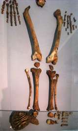 La Ferrassie skeleton 2