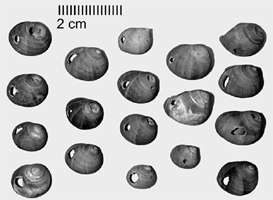 Littorina Cro-Magnon shells