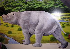 Giant Wombat