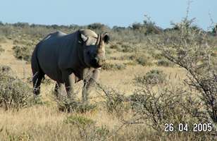 Namibia rhinoceros