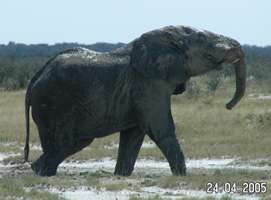 Namibia elephant