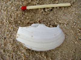 Mussel shell