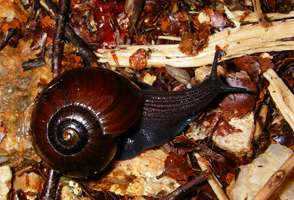 New Zealand land snail