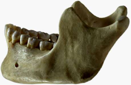 modern human jaw