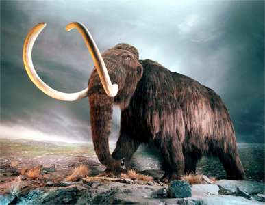 A superb mammoth displayed in the Royal British Columbian Museum in Victoria, B.C.