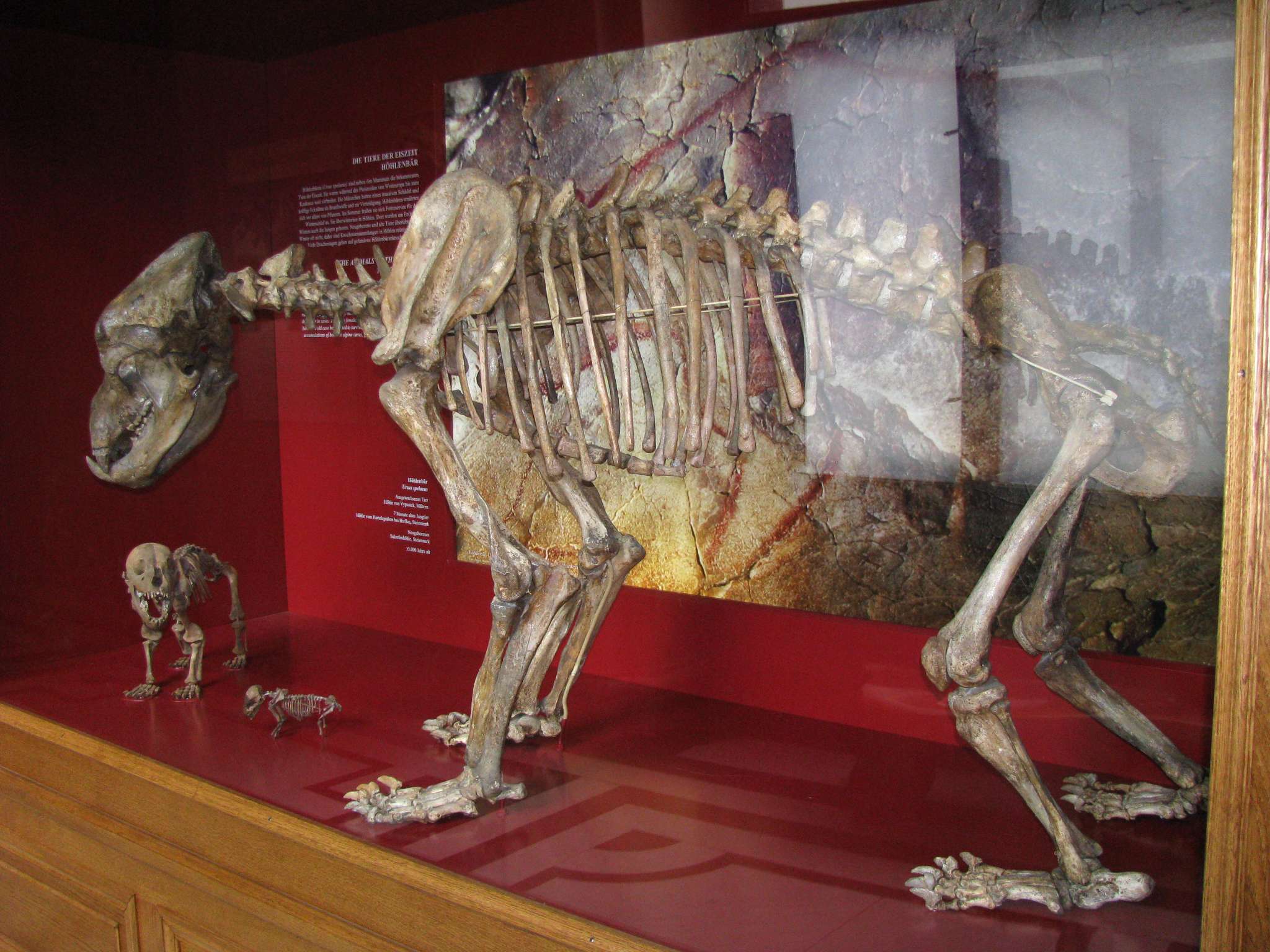 brown bear skeleton