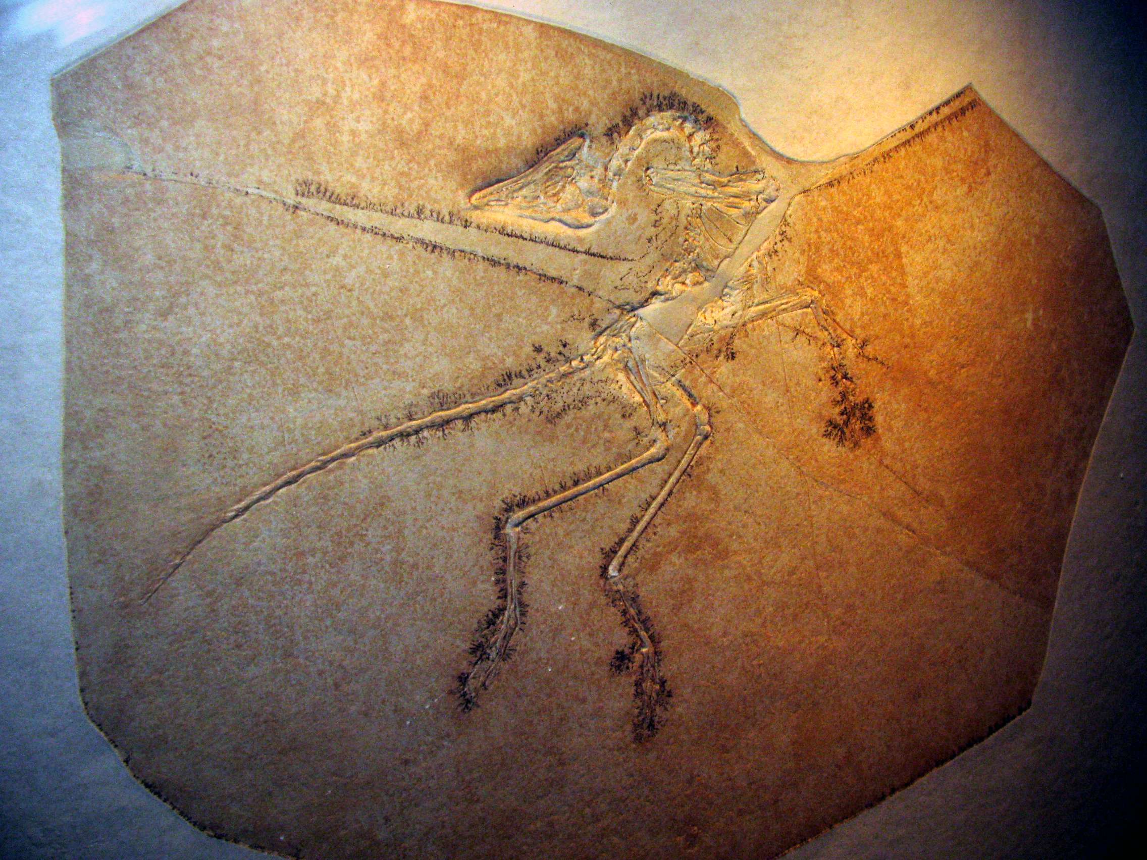 File:Pterodactyloidea indet Solnhofen.jpg - Wikimedia Commons