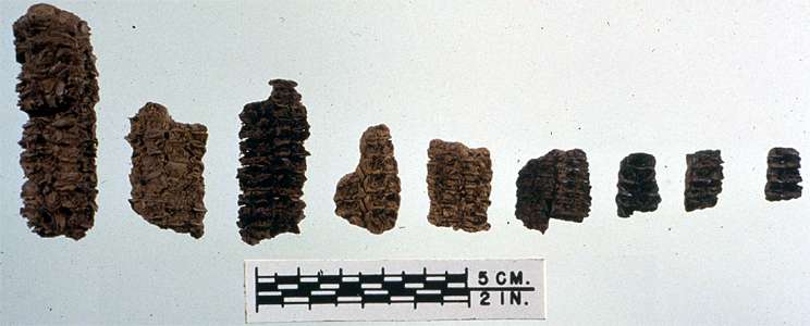 meadowcroft corn cob fragments