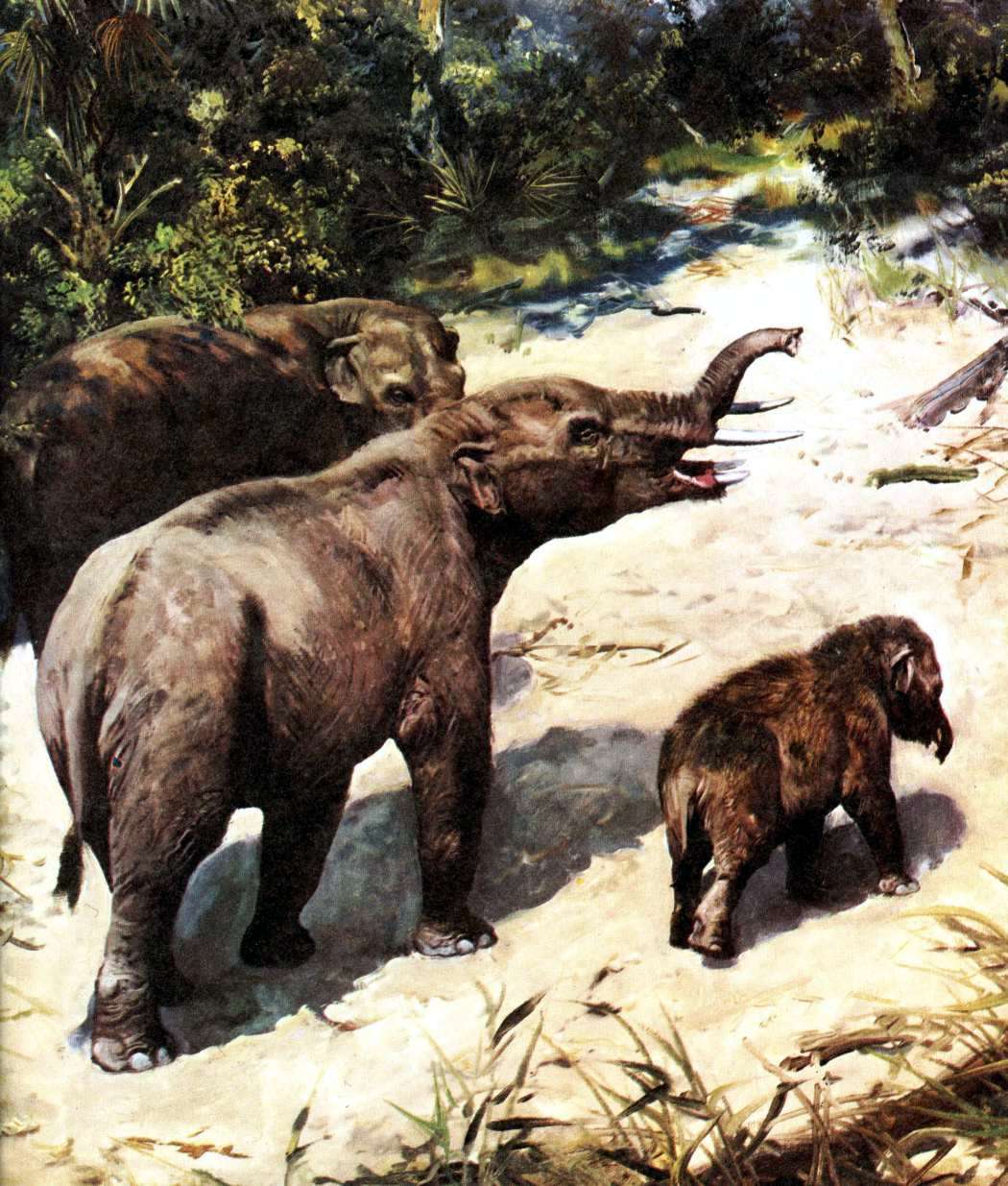 Mastodons And Related Early Elephants