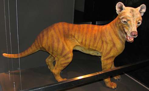 Powerful Thylacine