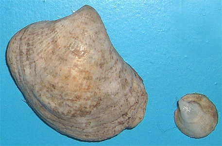 Bonnet shell