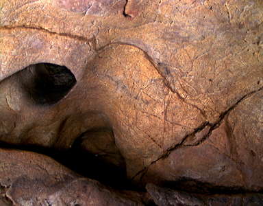 Cueva del Buxu bison