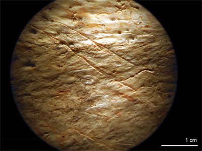 La Fragua Monk Seal bone cut marks
