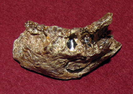 Willendorf jawbone
