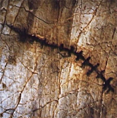 Cueva del Pindal track shape