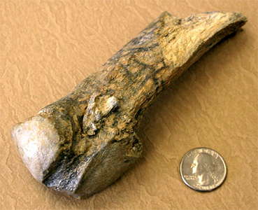 point in mastodon rib