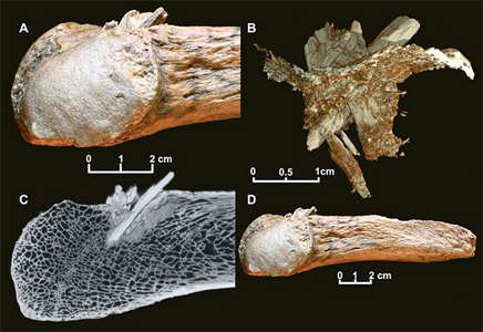 point in mastodon  bone