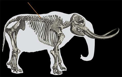 mastodon skeleton with spear