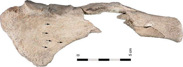 La Fragua Monk Seal bone