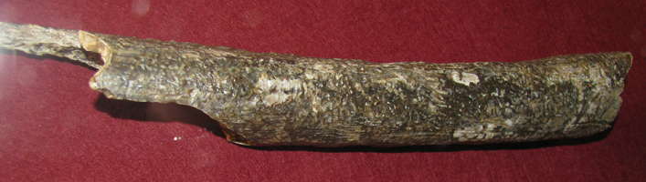 Willendorf thighbone