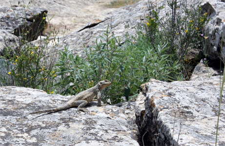 lizard, Gobustan, Azerbaijan