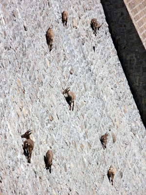 Ibex on dam wall