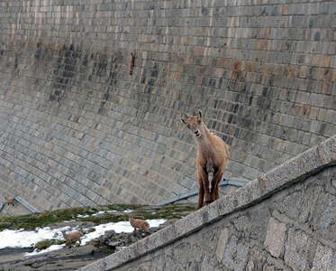 Ibex on dam wall