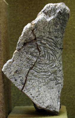 Kostenki mammoth bone