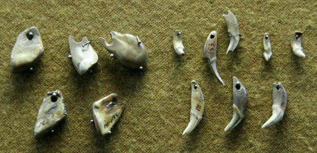 Afontova Gora pendants of animal teeth 