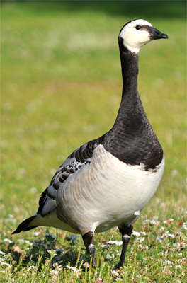 greylag Goose
