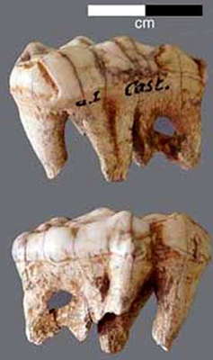 Castel-Merle bear tooth
