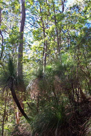 Grass Tree Ridge
