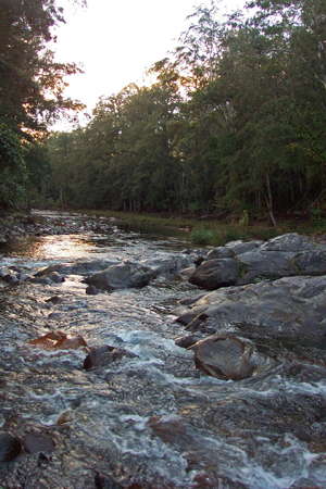 Upper Bellinger River