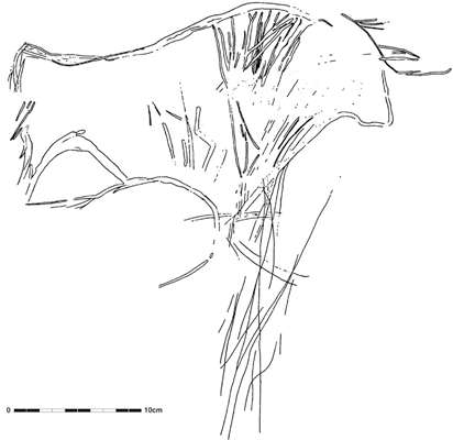 bison engraving