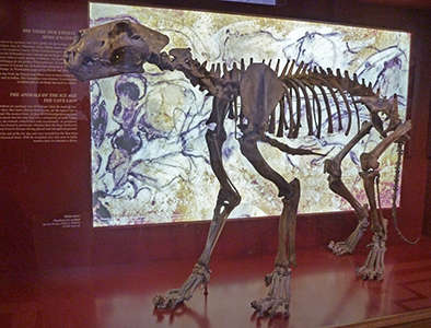 Cave Lion skeleton