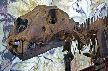 Cave Lion skeleton