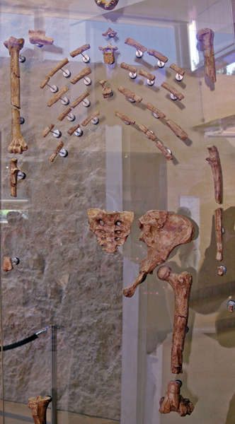 Lucy - Australopithecus afarensis