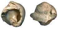 fossil marine shell, Aspa marginata