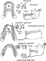 Neanderthal teeth