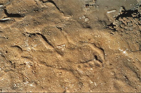  Tuc d'Audoubert - footprint