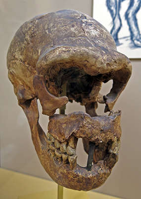 La Quina skull