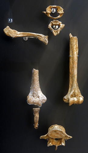 Bronze Age bones