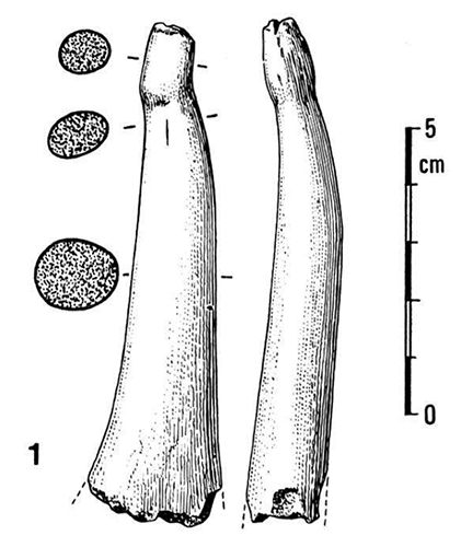 magdalenian  phallus