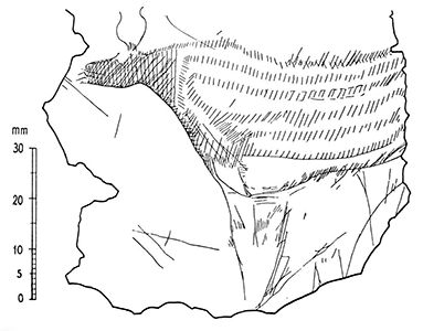 magdalenian  engraving bovid