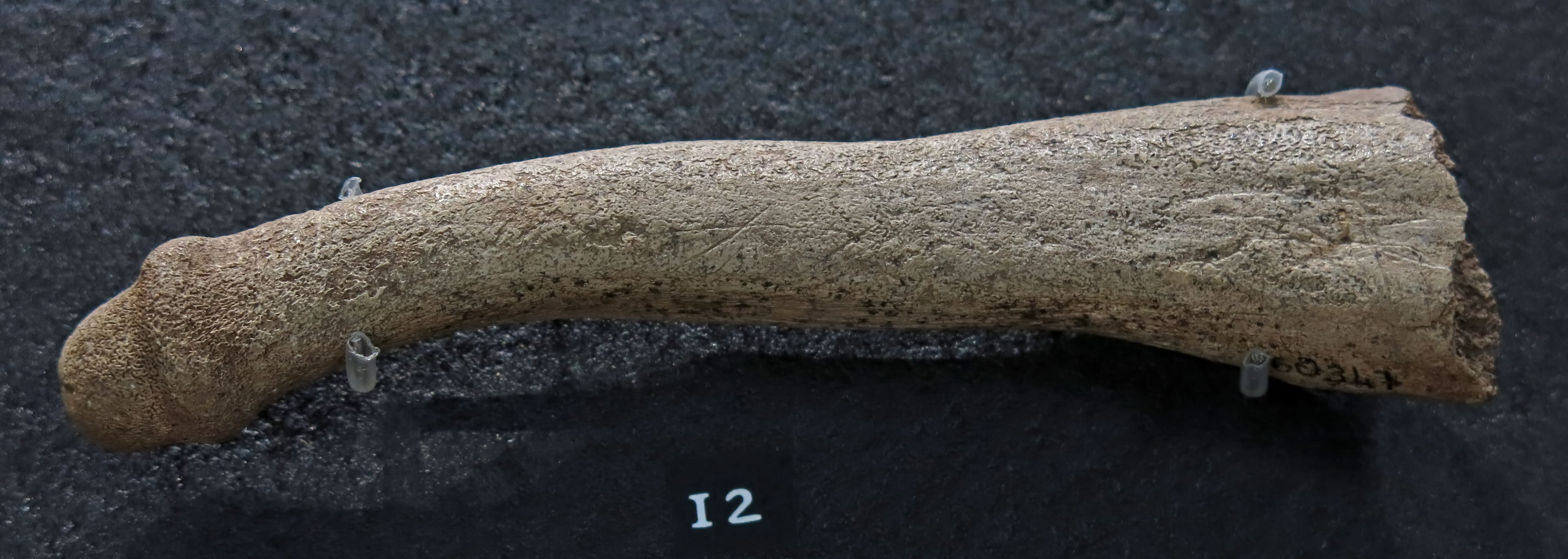 Neanderthal penis