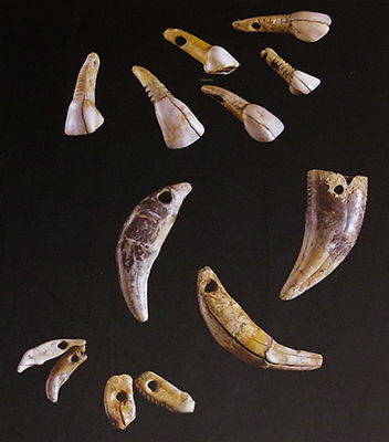 carved teeth