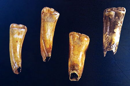 carved teeth