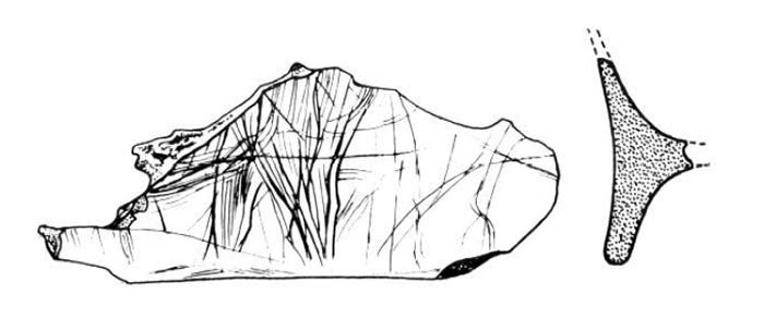 magdalenian  engraving scapula