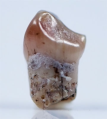 hobbit tooth