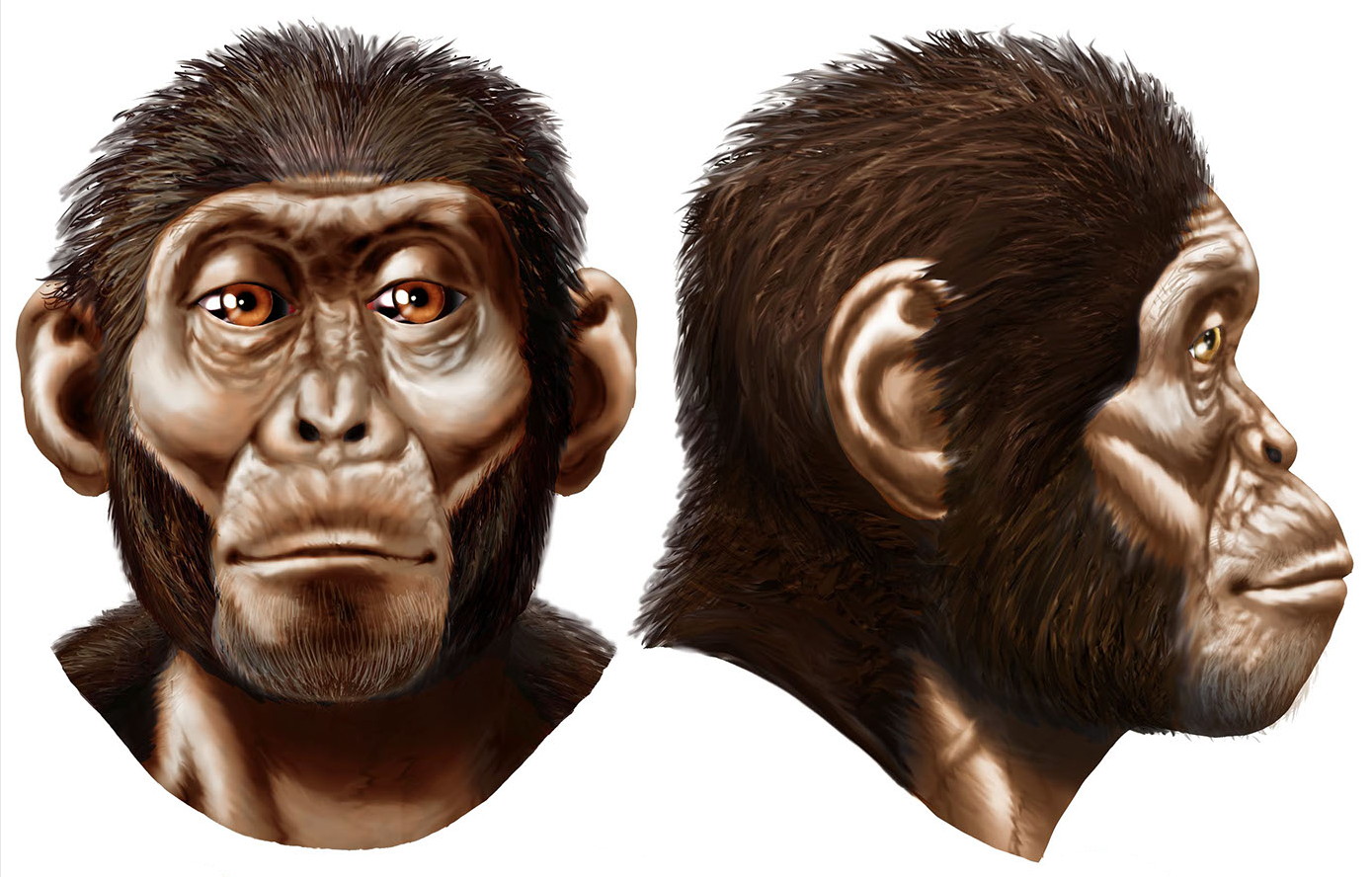 Человек 1 млн лет назад. Австралопитек афаренсис. Австралопитек афарский. Australopithecus Afarensis (австралопитек афарский). Австралопитеки гоминид.